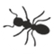 Black Ant Control