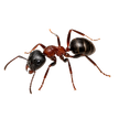 Ant