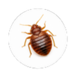 Bed Bugs