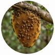Beehive