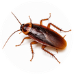 Cockroach