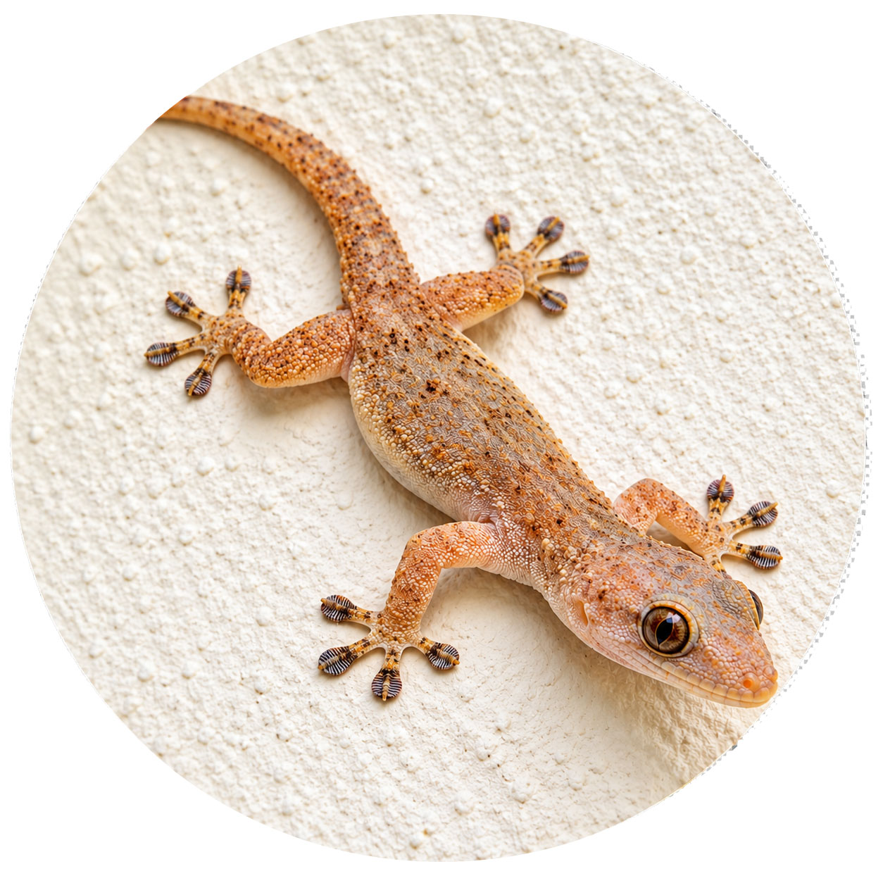 Lizard