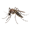 Mosquito