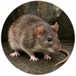 Rodent