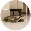 Snake Rescue