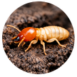 Termite