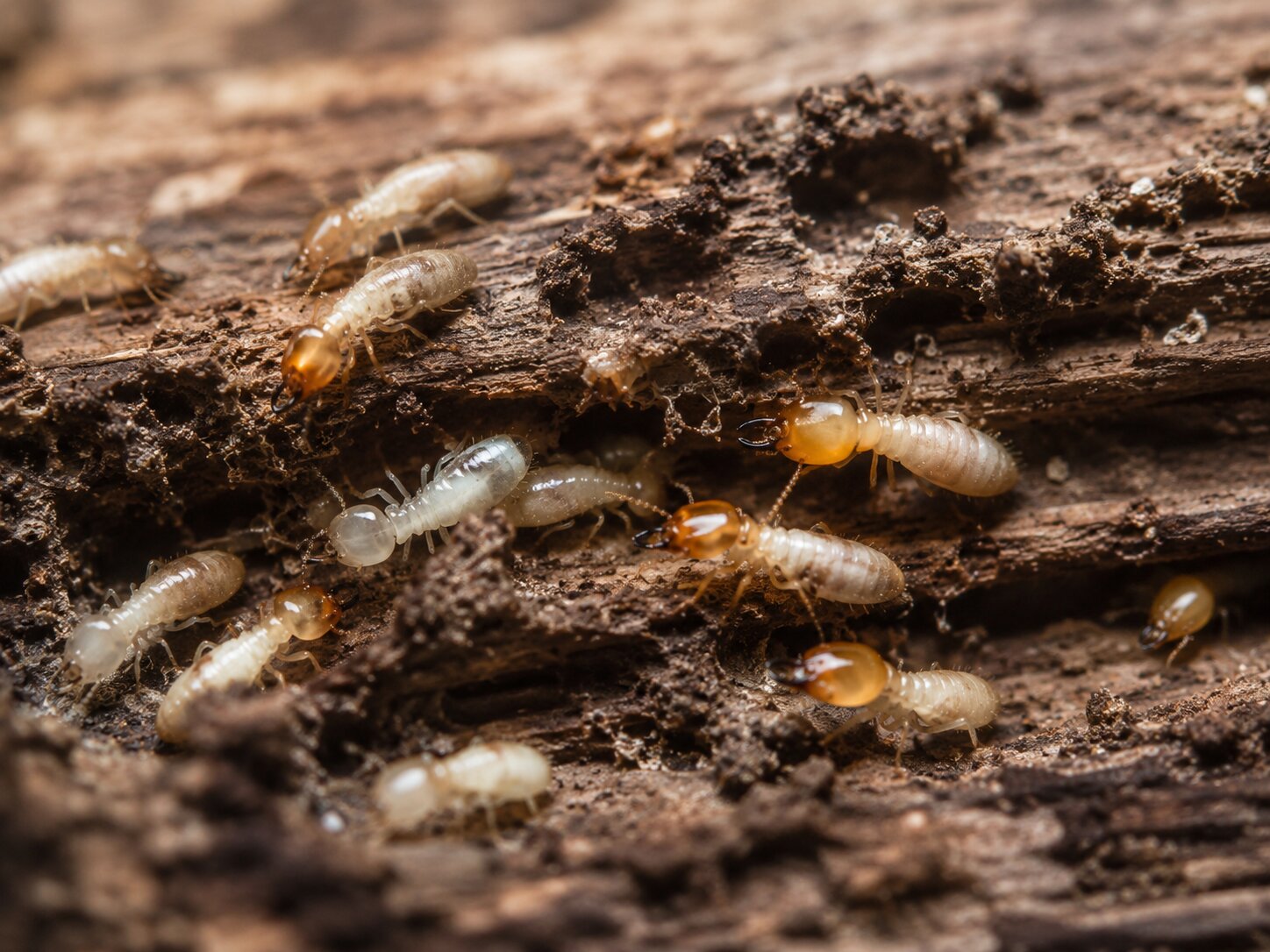 What Are Termites and How They Damage Wooden Structures