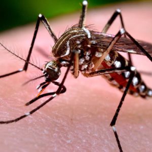 Mosquito Pest Control Service in Kolkata