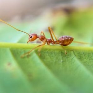 Ant Pest Control Service in Kolkata
